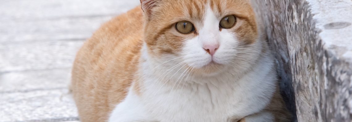 Ginger Puss - The Hall of Einar - photograph (c) David Bailey (not the)