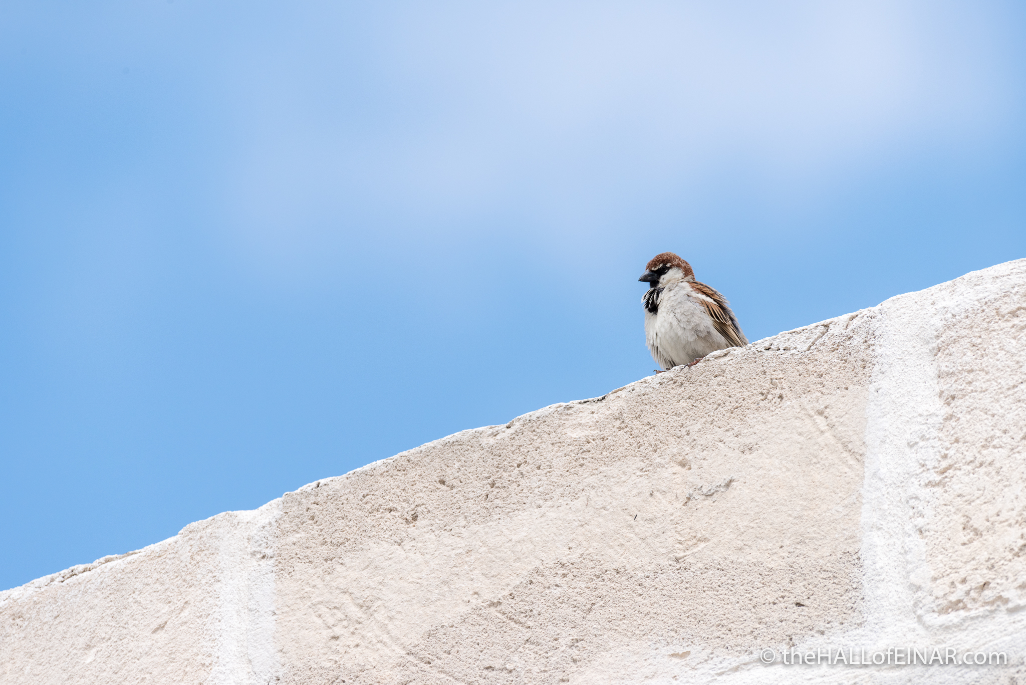 Italian Sparrow - The Hall of Einar - photograph (c) David Bailey (not the)