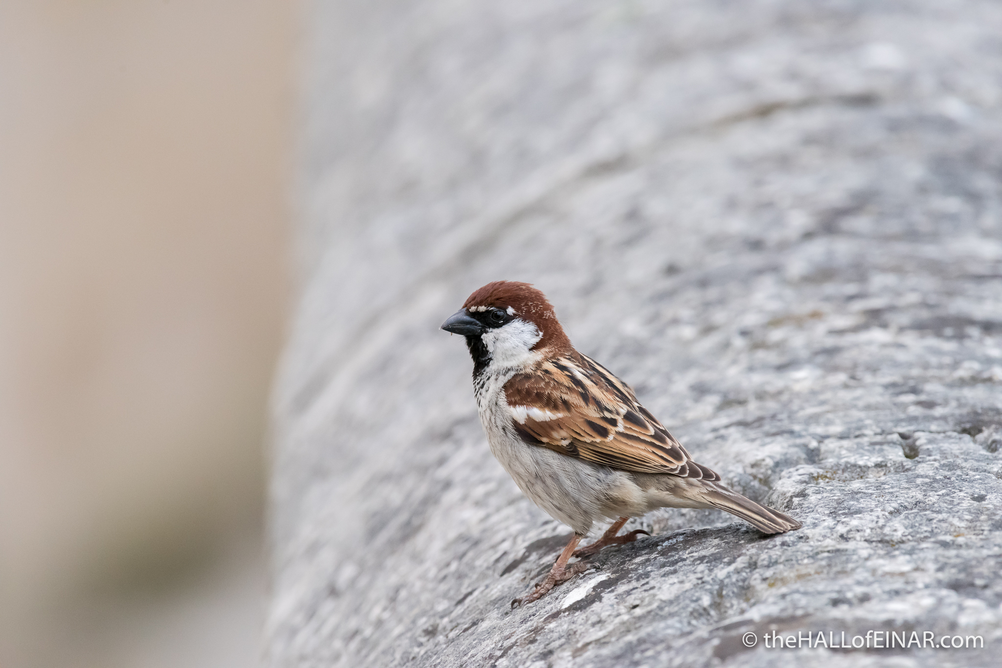 Italian Sparrow - The Hall of Einar - photograph (c) David Bailey (not the)