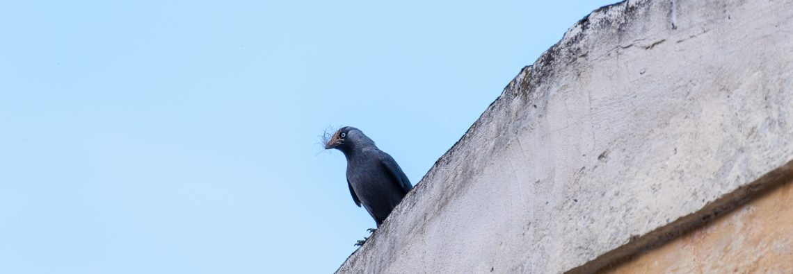 Jackdaw - The Hall of Einar - photograph (c) david Bailey (not the)