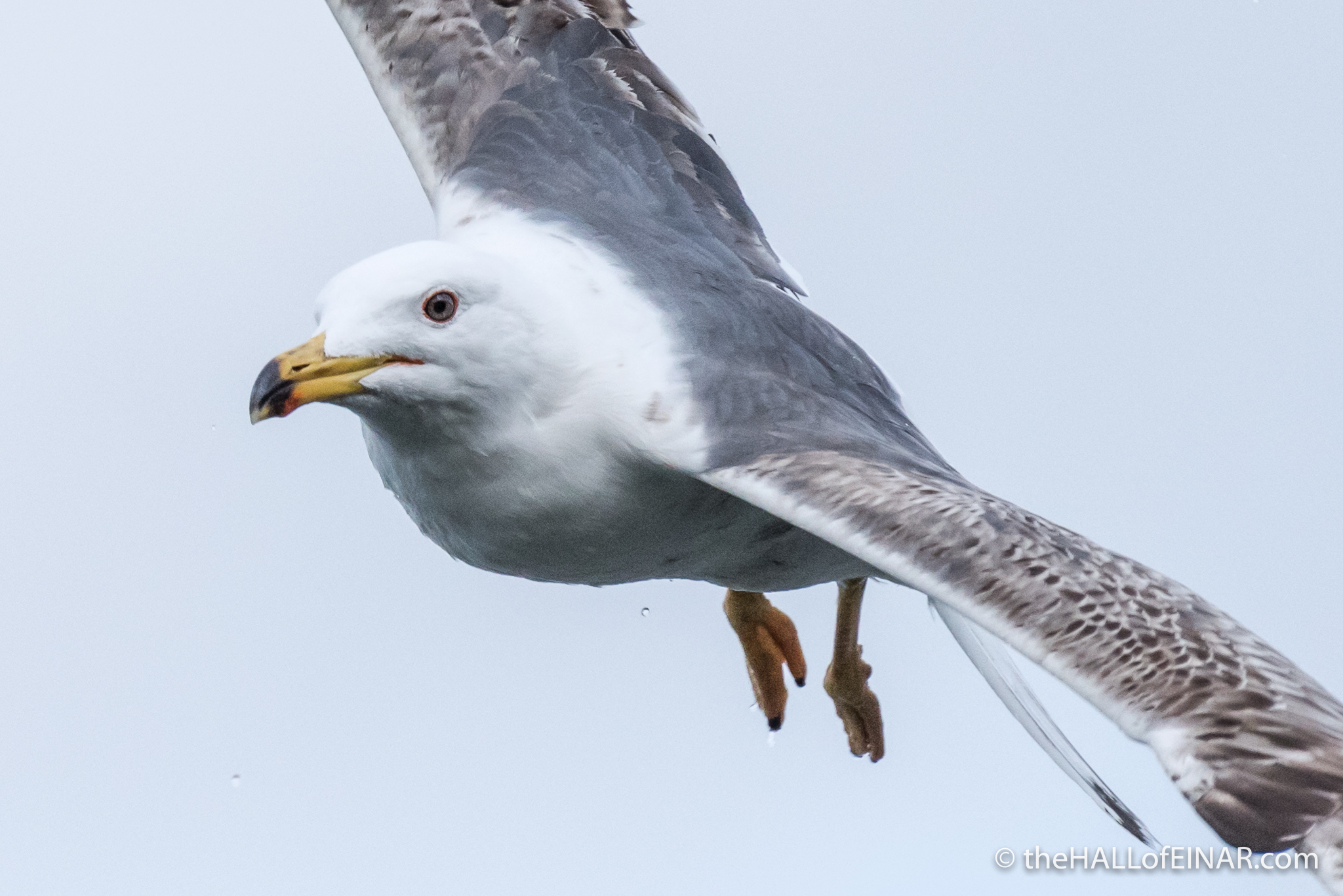Lesser Black Backed Gull - The Hall fo Einar - photograph (c) David Bailey (not the)