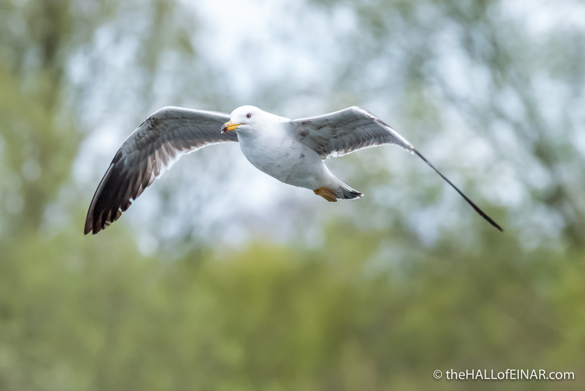 Lesser Black Backed Gull - The Hall fo Einar - photograph (c) David Bailey (not the)