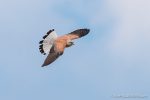 Lesser Kestral in Matera - The Hall of Einar - photograph (c) David Bailey (not the)