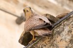 Lesser Kestral in Matera - The Hall of Einar - photograph (c) David Bailey (not the)