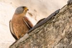 Lesser Kestral in Matera - The Hall of Einar - photograph (c) David Bailey (not the)