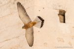 Lesser Kestral in Matera - The Hall of Einar - photograph (c) David Bailey (not the)