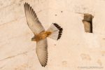 Lesser Kestral in Matera - The Hall of Einar - photograph (c) David Bailey (not the)