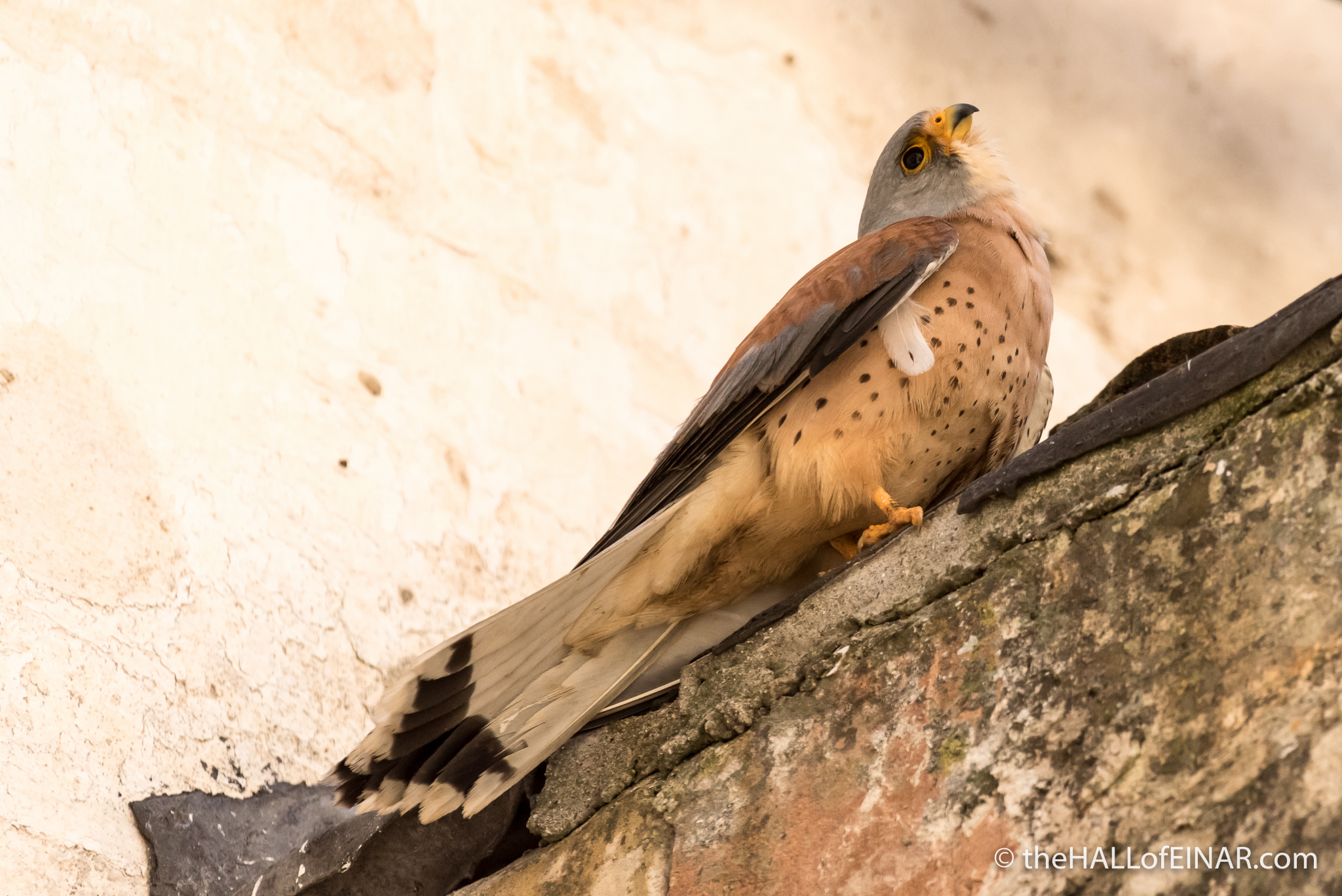 Lesser Kestral in Matera - The Hall of Einar - photograph (c) David Bailey (not the)