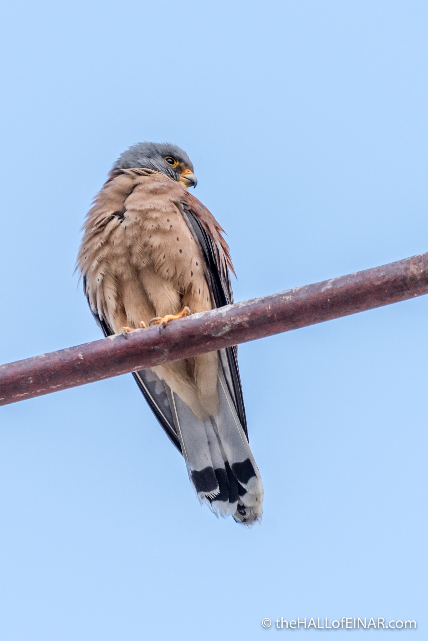 Lesser Kestrel in Matera - The Hall of Einar - photograph (c) David Bailey (not the)