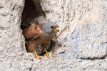 Lesser Kestrel in Matera - The Hall of Einar - photograph (c) David Bailey (not the)