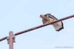 Lesser Kestrel in Matera - The Hall of Einar - photograph (c) David Bailey (not the)