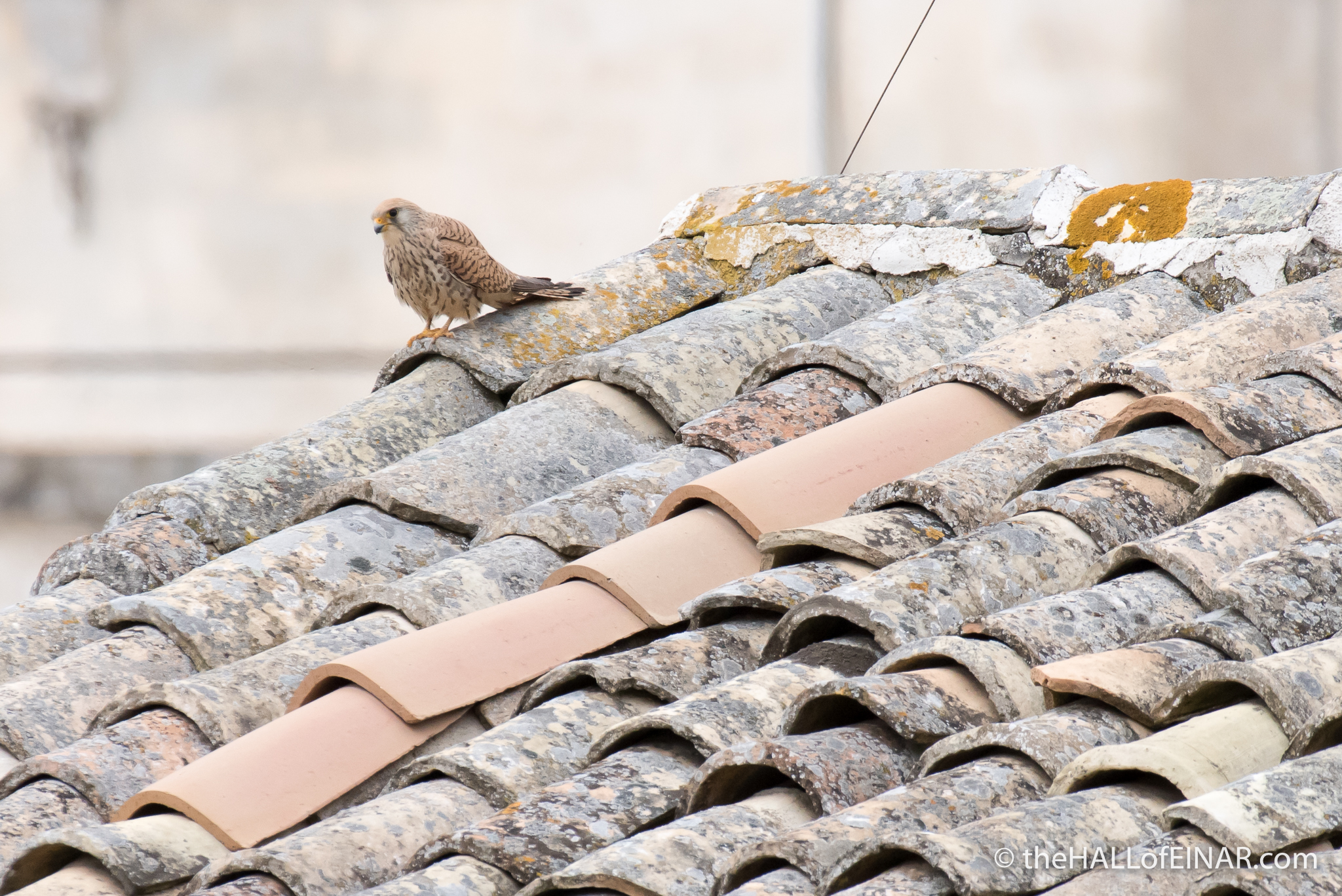 Lesser Kestral in Matera - The Hall of Einar - photograph (c) David Bailey (not the)