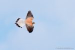 Lesser Kestral in Matera - The Hall of Einar - photograph (c) David Bailey (not the)