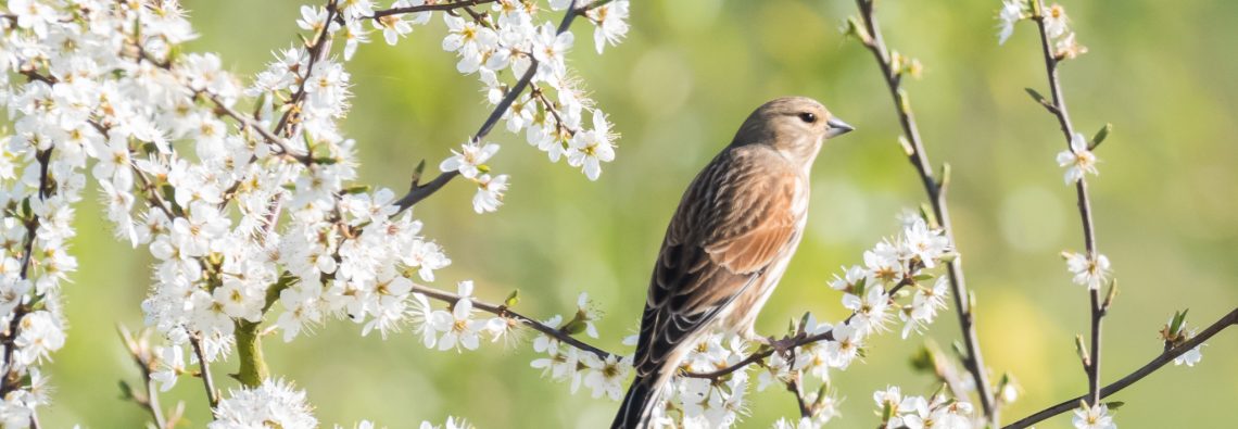 Linnet - The Hall of Einar - photograph (c) David Bailey (not the)