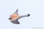 Lesser Kestrel in Matera - The Hall of Einar - photograph (c) David Bailey (not the)