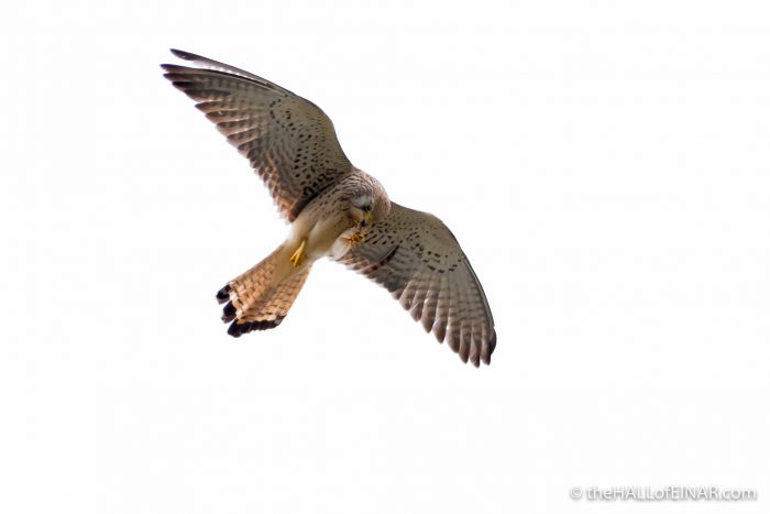 Lesser Kestrel in Matera - The Hall of Einar - photograph (c) David Bailey (not the)