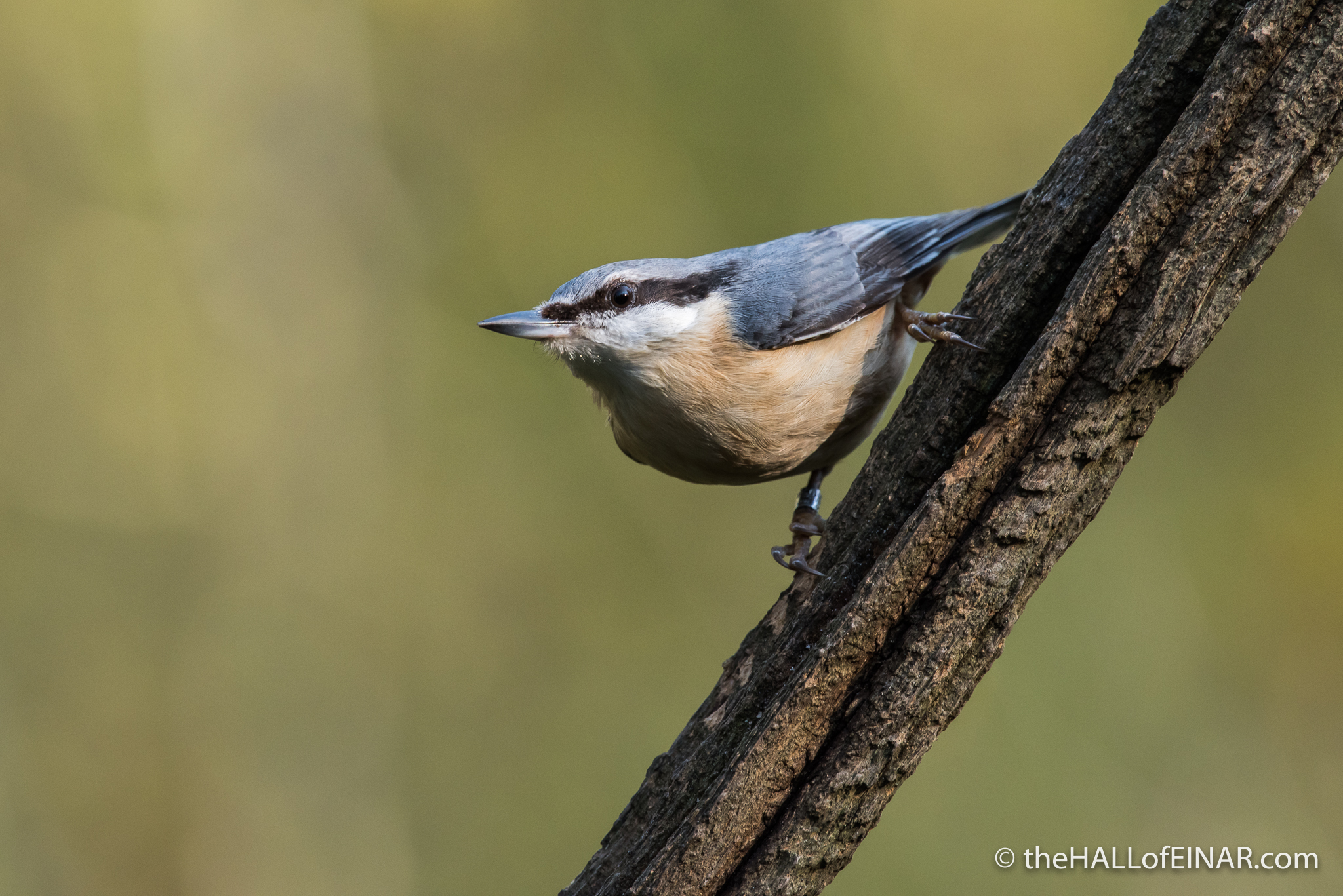 Nuthatch - The Hall of Einar - photograph (c) David Bailey (not the)
