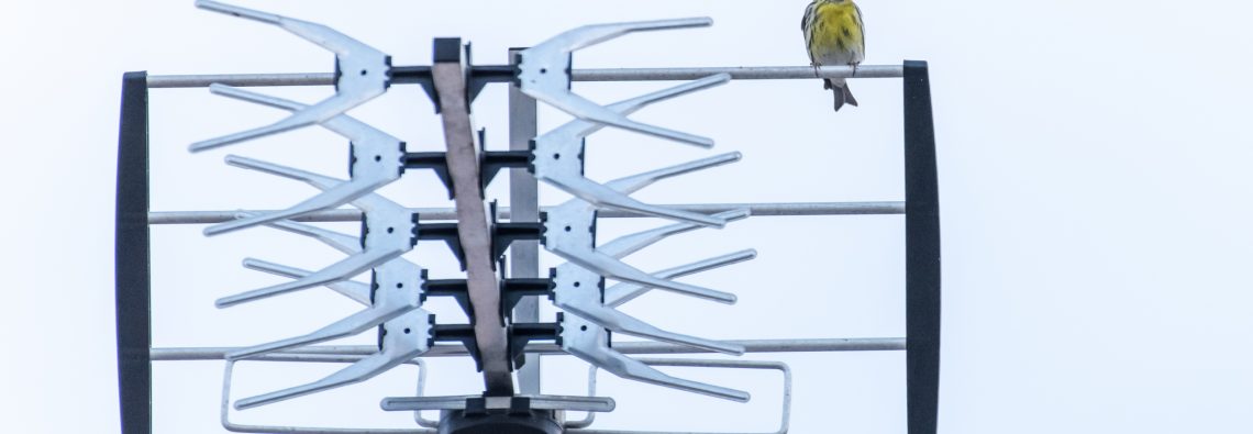 Serin - The Hall of Einar - photograph (c) David Bailey (not the)