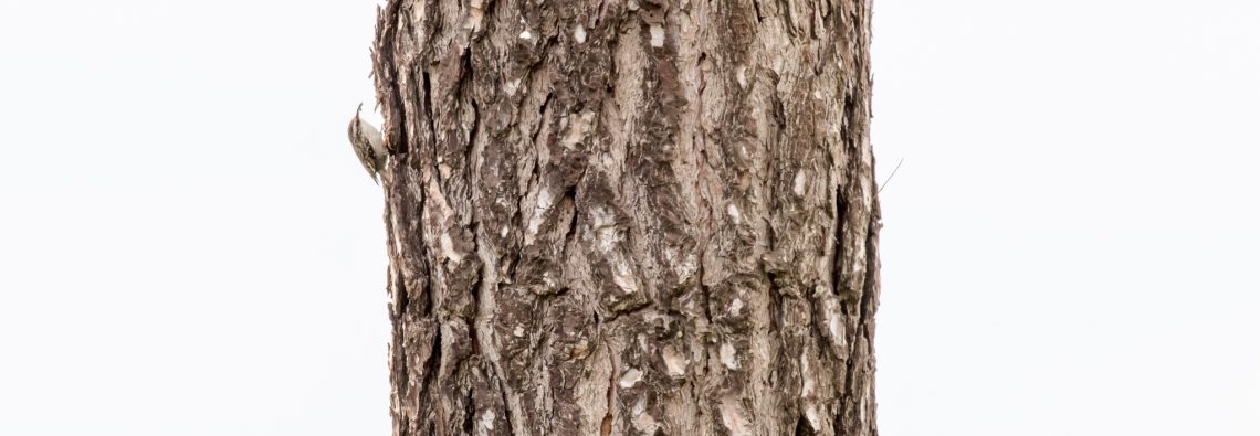 Short-Toed Treecreeper - The Hall of Einar - photograph (c) David Bailey (not the)