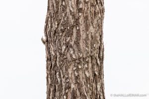 Short-Toed Treecreeper - The Hall of Einar - photograph (c) David Bailey (not the)