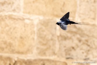 Swallows - The Hall of Einar - photograph (c) David Bailey (not the)