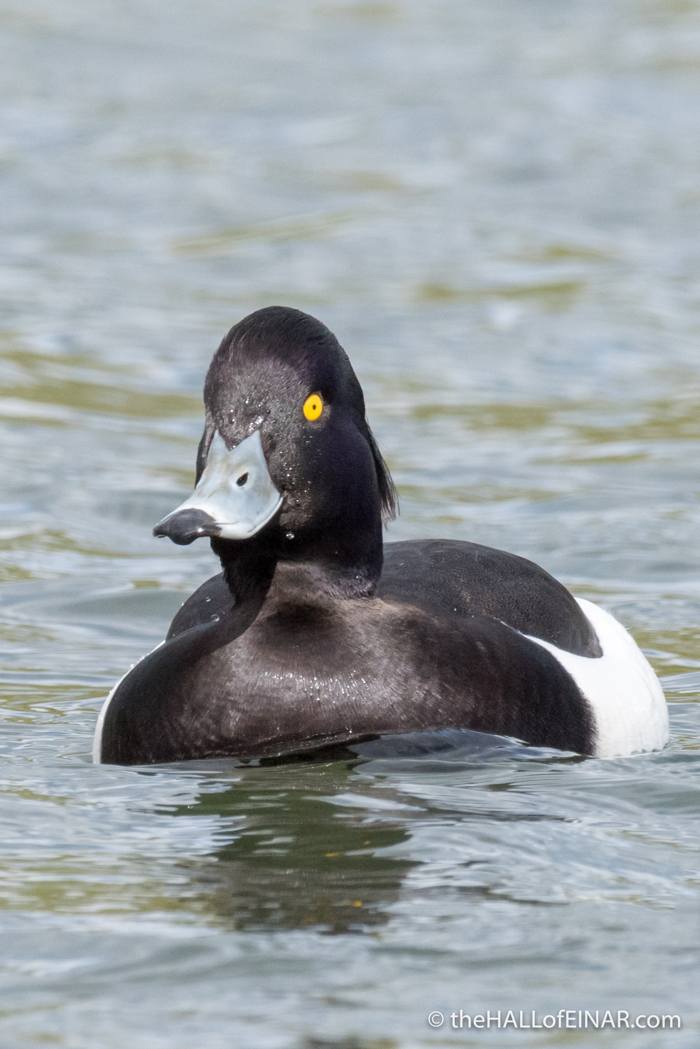 Tufted Duck - The Hall of Einar - photograph (c) David Bailey (not the)