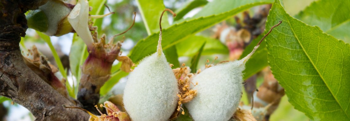 Almonds - The Hall of Einar - photograph (c) David Bailey (not the)