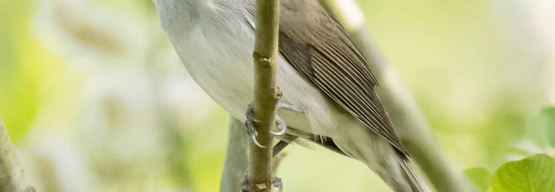 Blackcap - The Hall of Einar - photograph (c) David Bailey (not the)