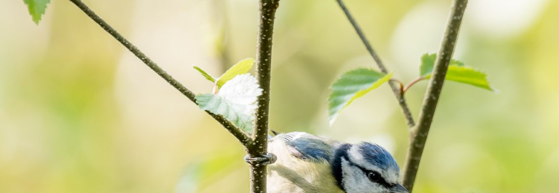 Blue Tits - The Hall of Einar - photograph (c) David Bailey (not the)