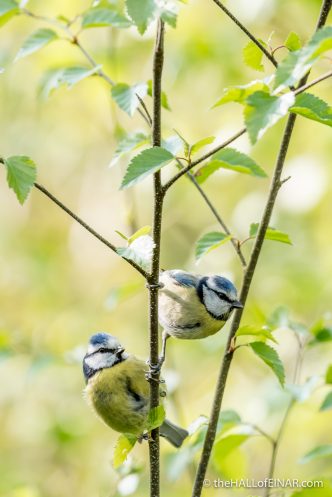 Blue Tits - The Hall of Einar - photograph (c) David Bailey (not the)