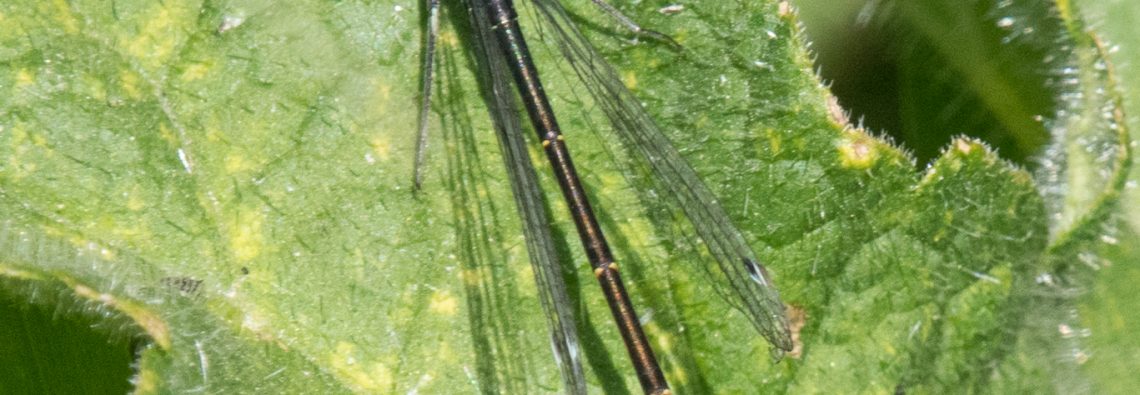Blue-tailed Damselfly (Ischnura elegans) - The Hall of Einar - photograph (c) David Bailey (not the)