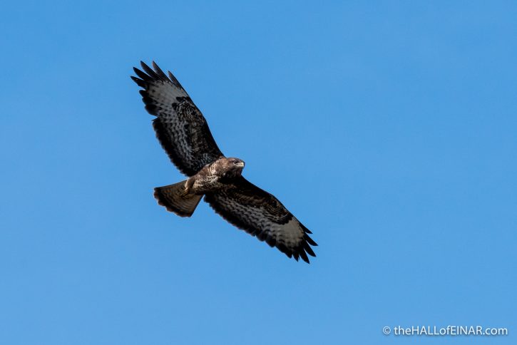 Buzzard - The Hall of Einar - photograph (c) David Bailey (not the)