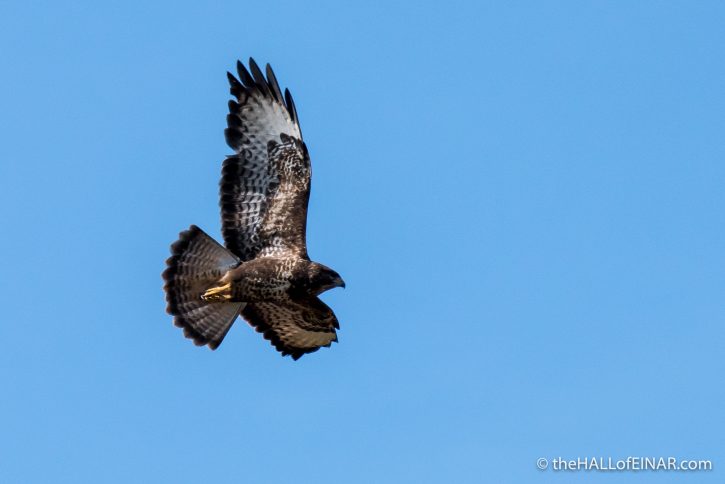 Buzzard - The Hall of Einar - photograph (c) David Bailey (not the)