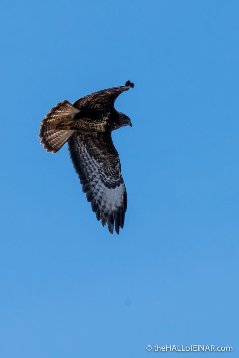 Buzzard - The Hall of Einar - photograph (c) David Bailey (not the)