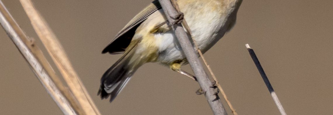 Chiff Chaff - The Hall of Einar - photograph (c) David Bailey (not the)