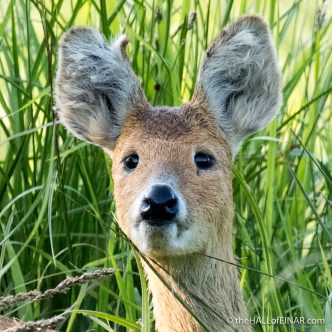 Chinese Water Deer - The Hall of Einar - photograph (c) David Bailey (not the)