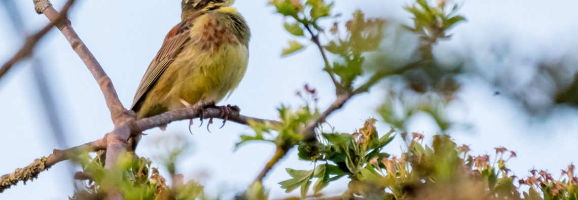 Cirl Bunting - The Hall of Einar - photograph (c) David Bailey (not the)