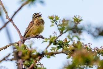 Cirl Bunting - The Hall of Einar - photograph (c) David Bailey (not the)