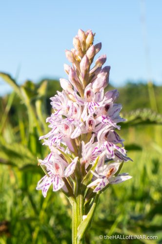 Common Spotted Orchid - Tudeley - The Hall of Einar - photograph (c) David Bailey (not the)