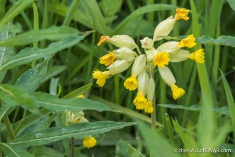 Cowslip - The Hall of Einar - photograph (c) David Bailey (not the)