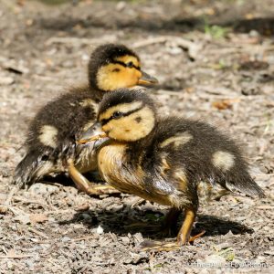 Duckling Dinosaur - The Hal of Einar - photograph (c) David Bailey (not the)