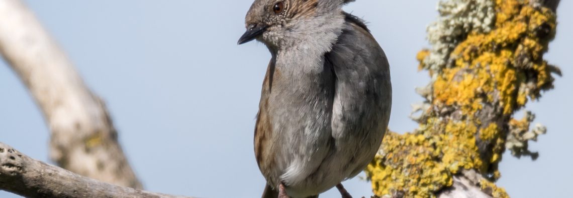 Dunnock - The Hall of Einar - photograph (c) David Bailey (not the)