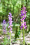 Early Purple Orchid - The Hall of Einar - photograph (c) David Bailey (not the)