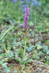 Early Purple Orchid - The Hall of Einar - photograph (c) David Bailey (not the)