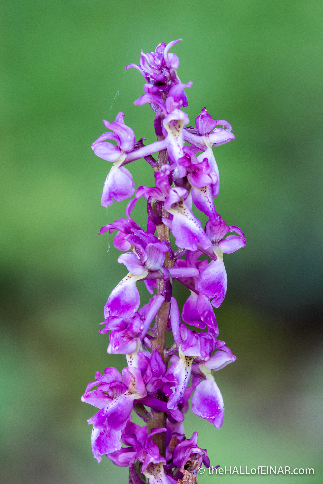 Early Purple Orchid - The Hall of Einar - photograph (c) David Bailey (not the)