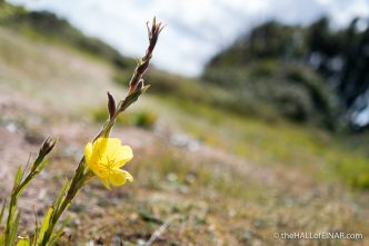 Evening Primrose - The Hall of Einar - photograph (c) David Bailey (not the)