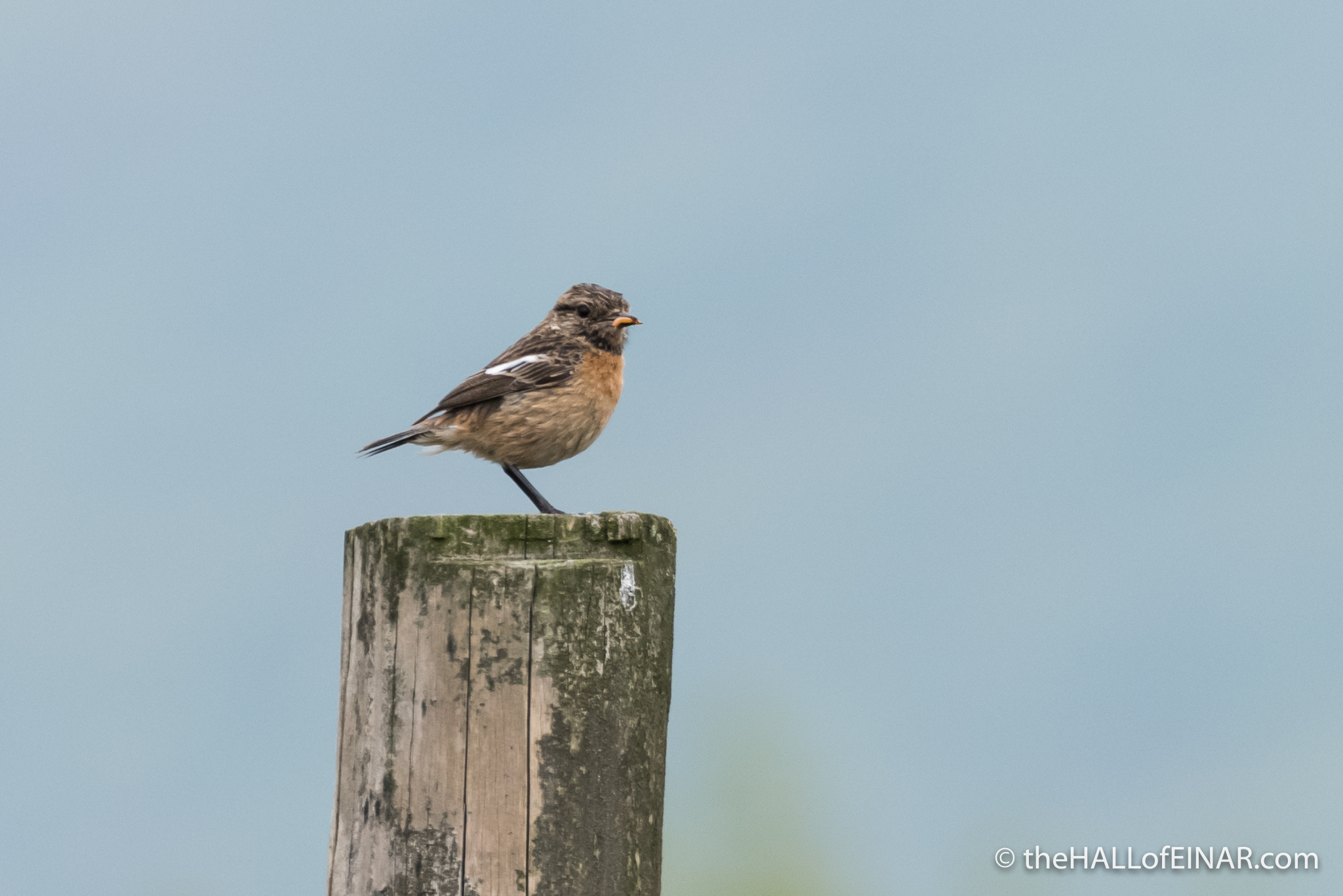 Female Stonechat - The Hall of Einar - photograph (c) David Bailey (not the)