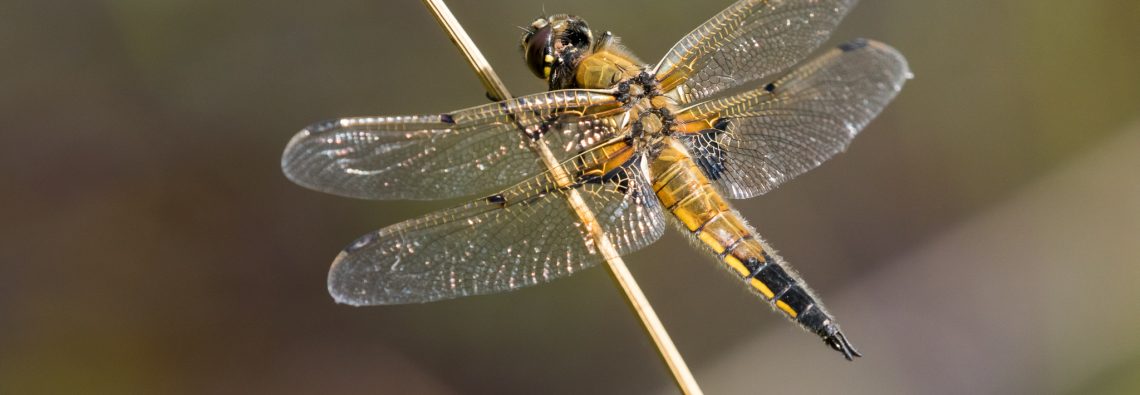 Four-Spotted Chaser - The Hall fo Einar - photograph (c) David Bailey (not the)