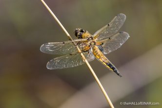 Four-Spotted Chaser - The Hall fo Einar - photograph (c) David Bailey (not the)