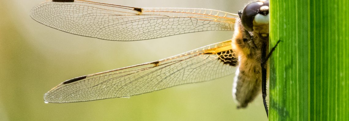 Four-Spotted Chaser - The Hall fo Einar - photograph (c) David Bailey (not the)